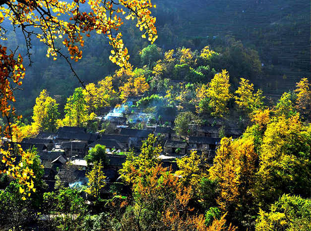 贵州盘州市妥乐古银杏景区