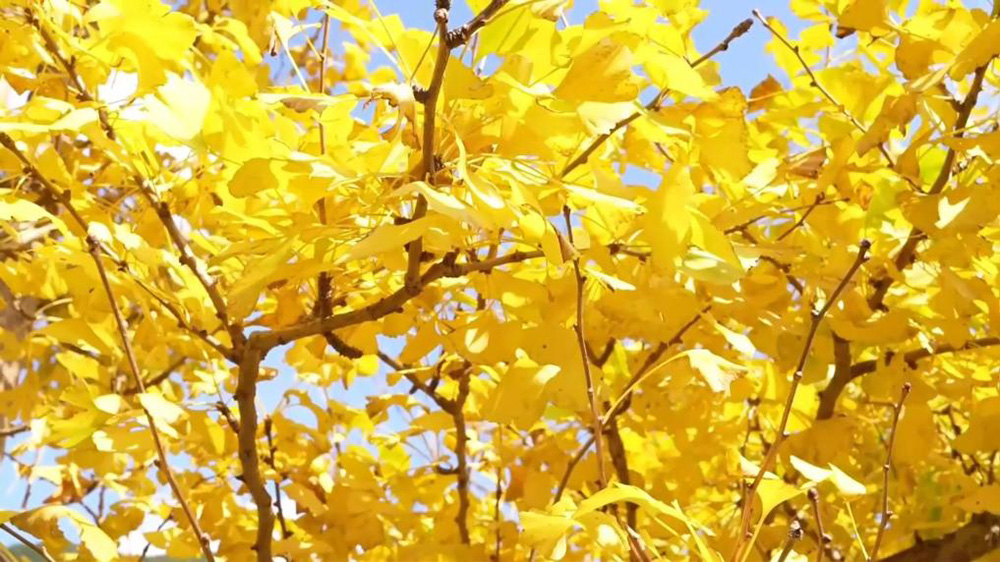 落叶缤纷美如画 在“古银杏之乡”邂逅金色浪漫