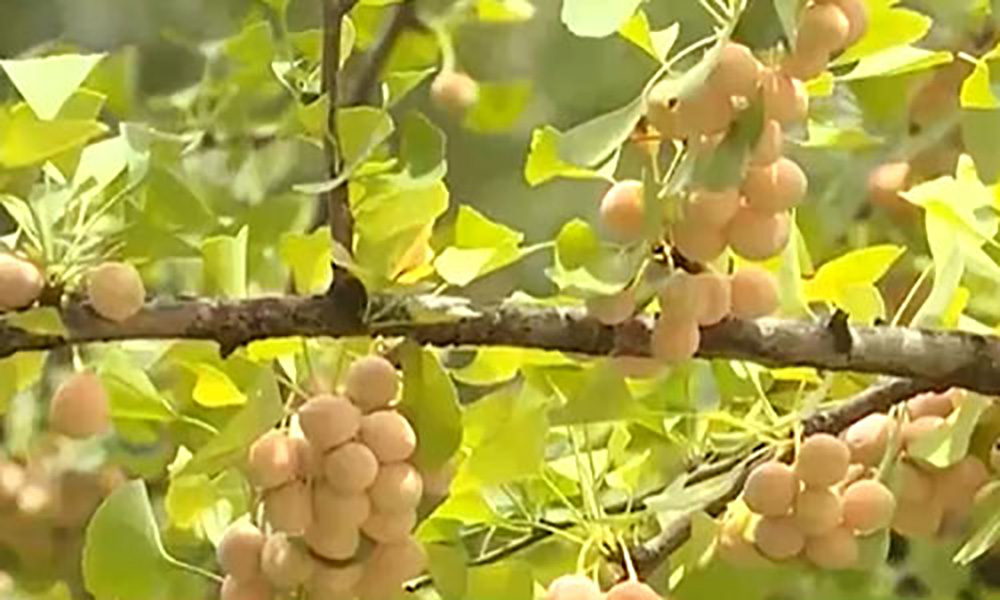 贵州盘州：“世界古银杏之乡”犹如童话世界