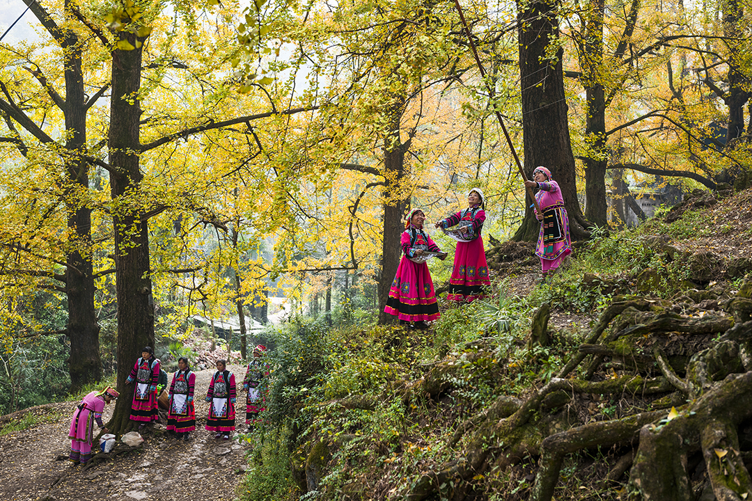 落叶缤纷美如画在“古银杏之乡”邂逅金色浪漫