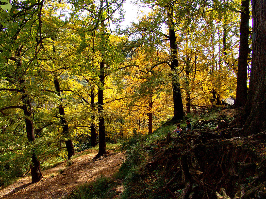 老树新芽 吕文春摄影.jpg