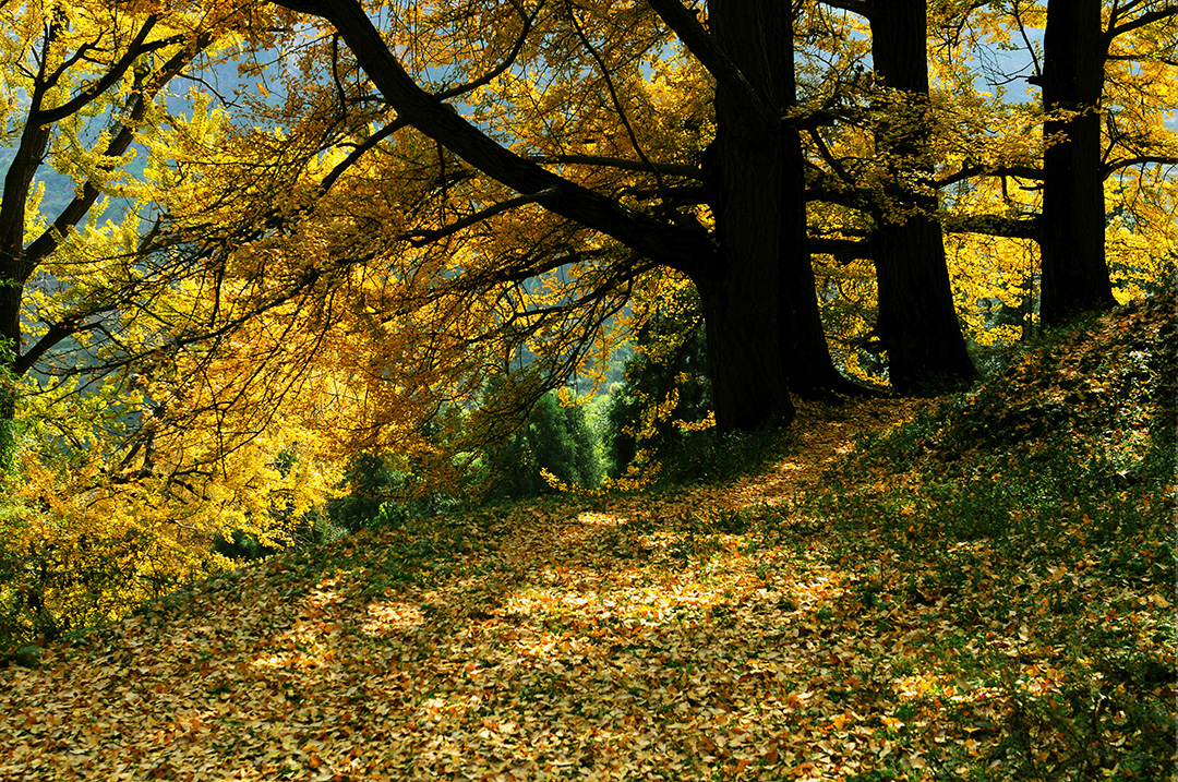 幽静 谢光美摄.JPG