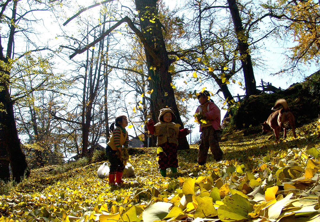 与落叶共舞 吕文春摄影.jpg