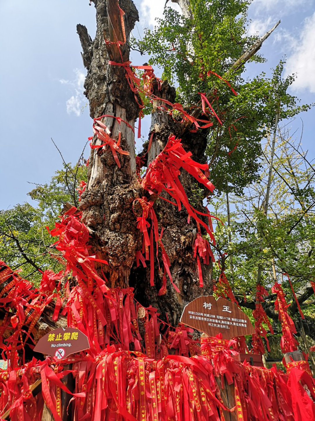 树王.jpg